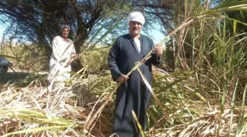 فوائد عصير القصب..فيتامينات لاتتخيلها