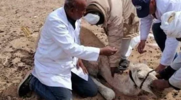 بحوث الصحراء ينظم قافلة بيطرية لتحسين الثروة الحيوانية في حلايب ورأس حدربة وأبورماد | الاقتصاد