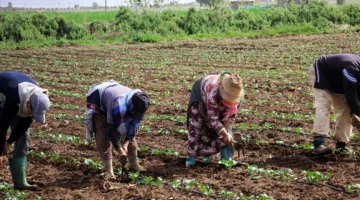 ✓ الأمطار الأخيرة تُحيي آمال الفلاحين وتحسّن الغطاء النباتي في مناطق الريف