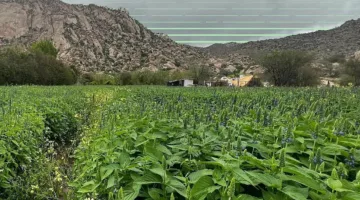 “البيئة” تعلن نجاح توطين زراعة نبات الشيا للإسهام في تعزيز الأمن الغذائي ودعم الاستدامة البيئية بالمملكة