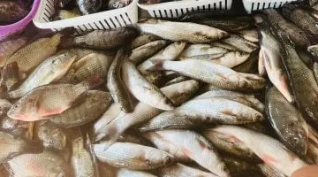 أسعار الأسماك في كفر الشيخ اليوم الأربعاء وتغير سعر البلطى مقابل الأسبوع الماضي
