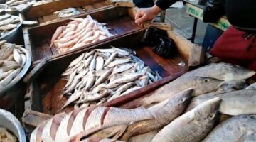 أسعار الأسماك بسوق العبور الأحد 30-11-2025 ومكرونة الخليجي تقترب من 75 جنيهاً