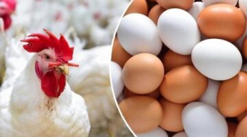 أسعار الفراخ البيضاء والدواجن والبيض اليوم الأحد 30 نوفمبر 2025