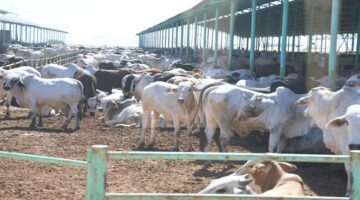 الحكومة تطرح فرصة استثمارية لراغبي إنشاء مشروع بدون رأس مال وربح مضمون