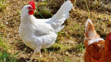 سعر الفراخ الجمعة 28 نوفمبر 2025 يتصدر السوق بأحدث التحديثات