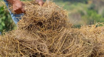 مصر تقود قفزة في إنتاج الأسمدة العضوية من مخلفات الأرز وتكشف عن ثروة مدفونة