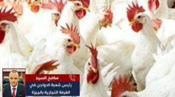 أسعار الدواجن في المنيا اليوم الاثنين: كيلو بكم يصل؟