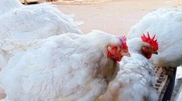 أسعار الدواجن في سوهاج تنخفض: 72 جنيهًا لكيلو الفراخ البيضاء
