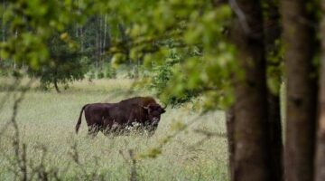 برج الثور السبت 20 ديسمبر 2025: فرص للاستفادة من الوقت اليوم