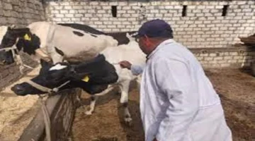 تحذير صحي.. سلالة جديدة من الحمى القلاعية تهدد من دول الجوار 2025