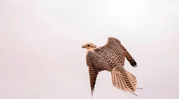 حضور قوي للصقور في اليوم الثالث من مهرجان ليوا الدولي 2025