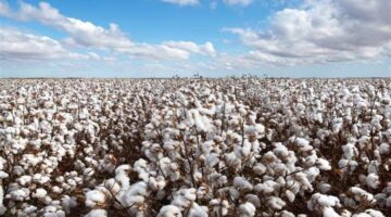 رقم قياسي.. سعر قنطار القطن يصل 9500 جنيه في المحافظات