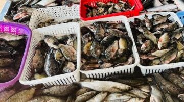 سعر كيلو البلطي اليوم بكفر الشيخ: أسعار الأسماك الخميس 4 ديسمبر 2025