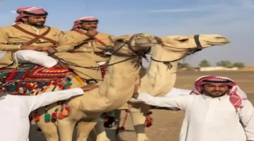 شابان أردنيان يقطعان 1200 كم على الإبل إلى الحرمين باستقبال سعودي لا يُنسى