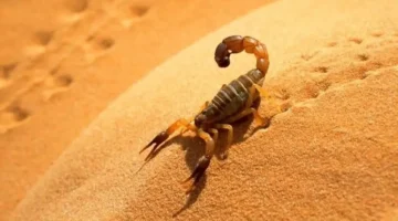 نصيحة يومية لبرج العقرب.. تجنب التسرع يعزز حظوظك المهنية