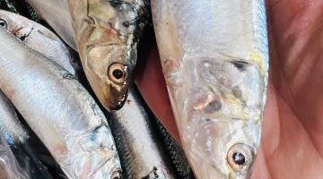 45 جنيه للبلطي.. أسعار الأسماك بكفر الشيخ الإثنين 12 يناير