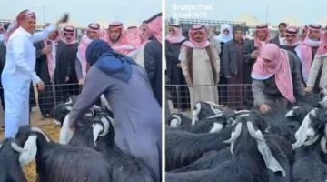 أسعار قياسية.. مقطع فيديو لبيع التيوس يشعل جدلاً واسعاً في القصيم