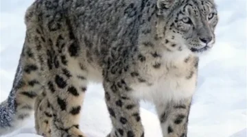 إصابة مرعبة.. نمر الثلوج يهاجم متزلجة ويشوه وجهها في مشهد يحبس الأنفاس