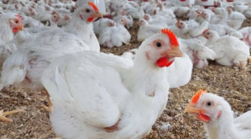 استقرار ملحوظ.. أسعار الفراخ البيضاء والبلدي ثابتة مع تحديث سعر البيض