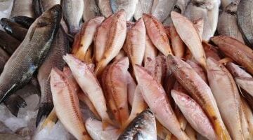 تحديثات الأسعار.. تكلفة شراء الأسماك داخل أسواق مطروح خلال تعاملات الإثنين ونسب التغيير من المصدر