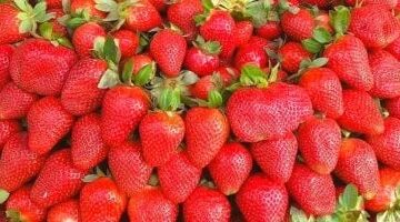 تحديثات الأسواق.. تباين أسعار الفاكهة والفراولة بمراكز محافظة القليوبية اليوم الأربعاء