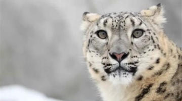 تحذير رسمي.. السلطات تمنع الاقتراب من مناطق نمر الثلوج بعد حادثة فويون الدامية