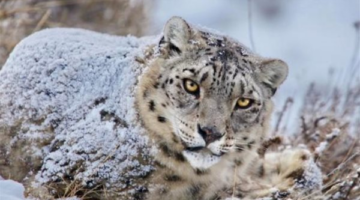 تحذير للسياح.. كيف تسببت رغبة التصوير في كارثة نمر الثلوج؟