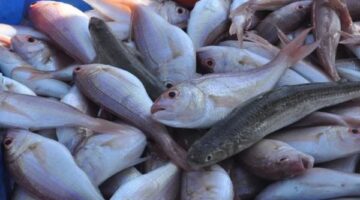 تراجع ملحوظ.. أسعار الأسماك الطازجة تسجل مستويات جديدة بأسواق الوادي الجديد