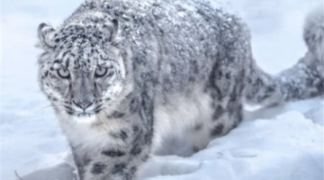 خوذة الرأس تنقذ متزلجة من مخالب نمر الثلوج في مواجهة مميتة بمغامرة جبلية