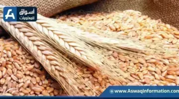 زيادة سعرية جديدة.. كم سجل طن القمح الروسي في الأسواق المحلية اليوم؟