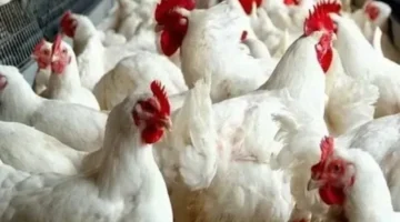 قالب سؤال.. هل تقفز أسعار الدواجن إلى 100 جنيه خلال شهر رمضان؟