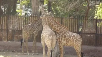 موعد الافتتاح.. جنينة الحيوانات بالجيزة بعد الترميم الشامل