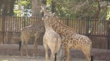 موعد الافتتاح.. جنينة الحيوانات بالجيزة بعد الترميم الشامل