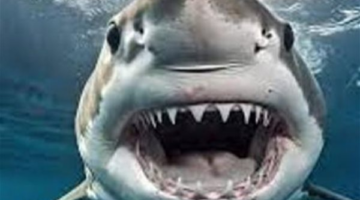 هجوم في سيدني.. قرش ضخم ينهش فتى في الثالثة عشرة وسط حالة ذهول تنتاب المارة