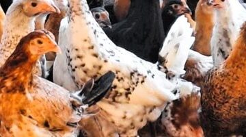 85 جنيها للكيلو.. تباين أسعار الدواجن داخل أسواق الأقصر مطلع الأسبوع