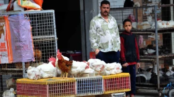 ارتفاع مفاجئ.. أسعار الدواجن تصدم الأسواق المصرية بقفزات غير متوقعة قبل رمضان