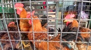 تحديث أسعار سوهاج.. تباين لافت في تكلفة الدواجن واللحوم والخضراوات بالأسواق اليوم