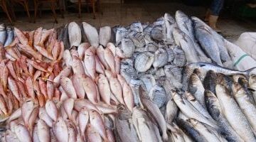 تحديث جديد حول تحركات أسعار الأسماك داخل أسواق محافظة دمياط ليوم الجمعة