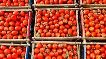 تحديثات الأسعار بكهام.. انخفاض جديد في أسواق الخضار داخل محافظة سوهاج