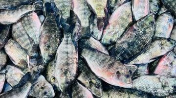 تحديثات الأسعار.. تكلفة شراء كيلو البلطي داخل أسواق كفر الشيخ في تعاملات الثلاثاء