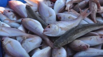 تحديثات سوق العبور.. قائمة أسعار الأسماك والجمبري في تعاملات يوم الجمعة