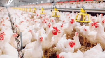 تحركات جديدة في أسعار الفراخ البلدي والساسو داخل بورصة الدواجن اليوم