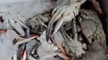 تراجع طفيف.. تحديث جديد لأسعار أسماك الجندوفلي والشراغيش داخل أسواق الإسكندرية اليوم