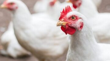 تغيير مفاجئ في أسعار الدواجن واللحوم داخل أسواق البحيرة وصدمة ببيع الفراخ البيضاء بمبلغ 95 جنيهاً