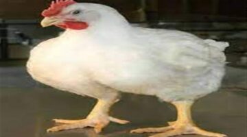 سعرت بـ 105 جنيهات.. تحديث جديد في أسعار الفراخ البيضاء بالأسواق قبل رمضان