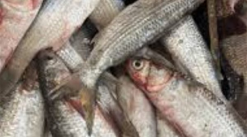 قائمة أسعار الجمبري.. تكلفة المأكولات البحرية الفاخرة في الأسواق المصرية اليوم