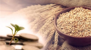 thought
تحديد قيمة زكاة الفطر في مصر وموعد إخراجها حسب بيان دار الإفتاء