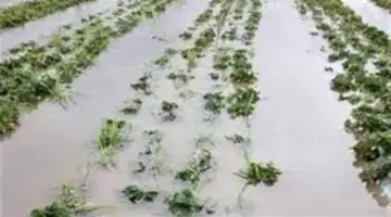 «الزراعة»: أمطار غزيرة بدءاً من الغد.. وعلى المزارعين التوقف عن الرش والتسميد