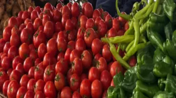 أزمة تراجع معروض محصول الطماطم ترفع الأسعار لمستويات قياسية وتُكبد المزارعين خسائر فادحة