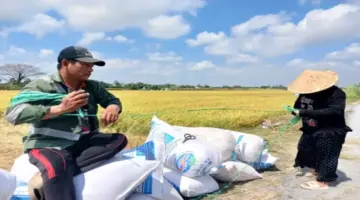 أسعار أرز الشتاء والربيع تواصل الانخفاض.